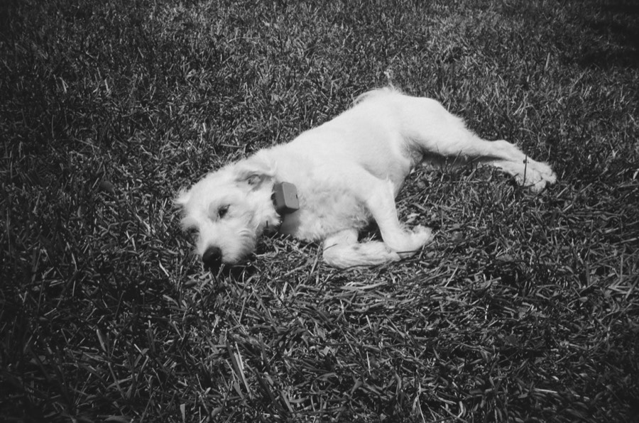Oro De Las Pulgas - Pets