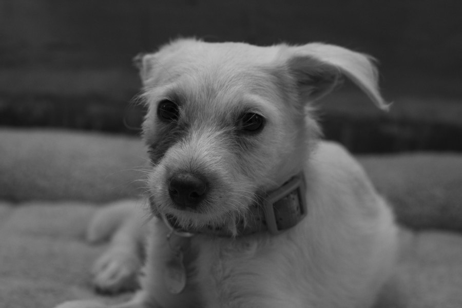Oro De Las Pulgas - Pets