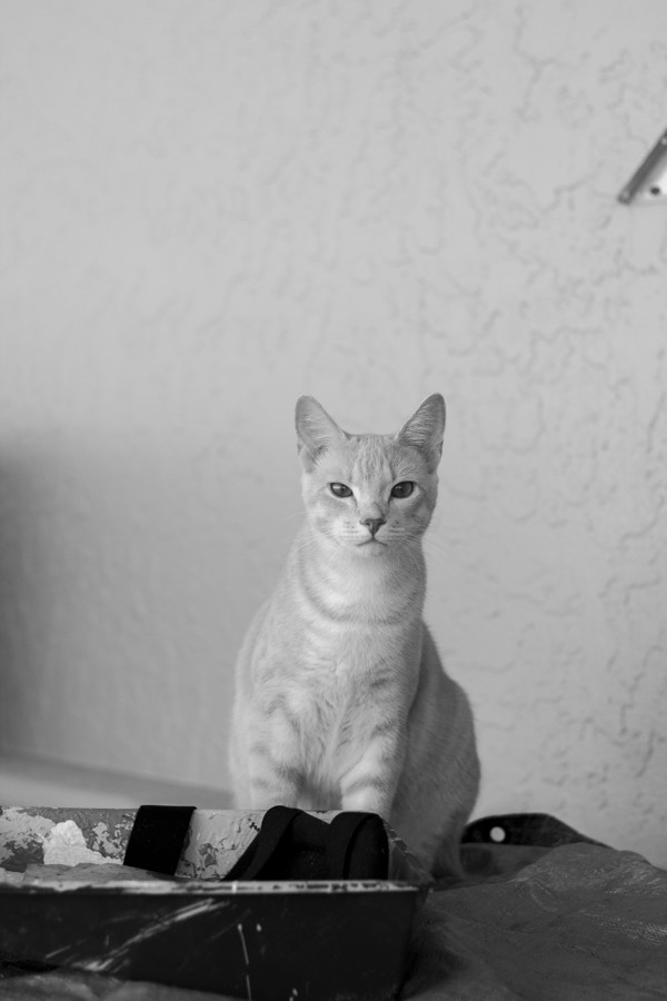 Oro De Las Pulgas - Pets