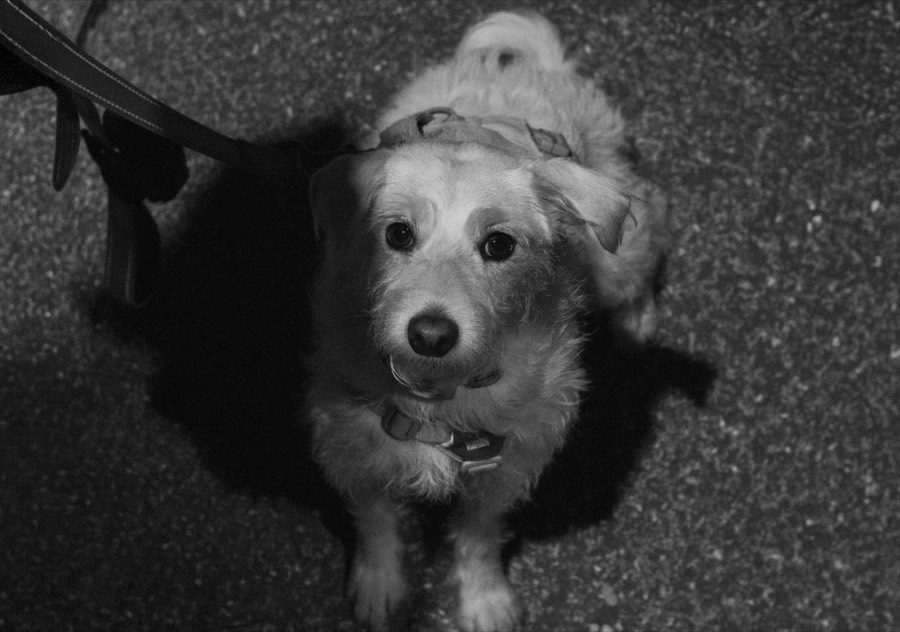 Oro De Las Pulgas - Pets