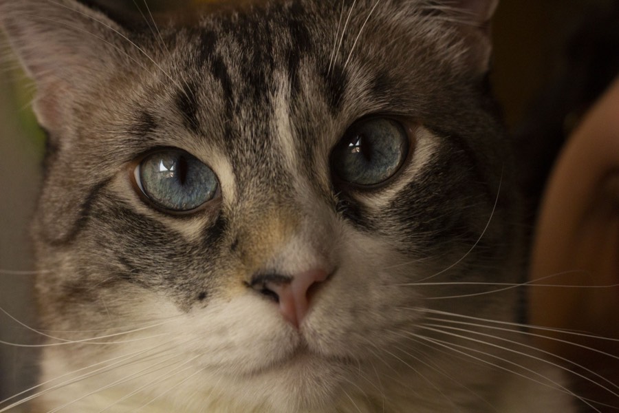 Oro De Las Pulgas - Pets