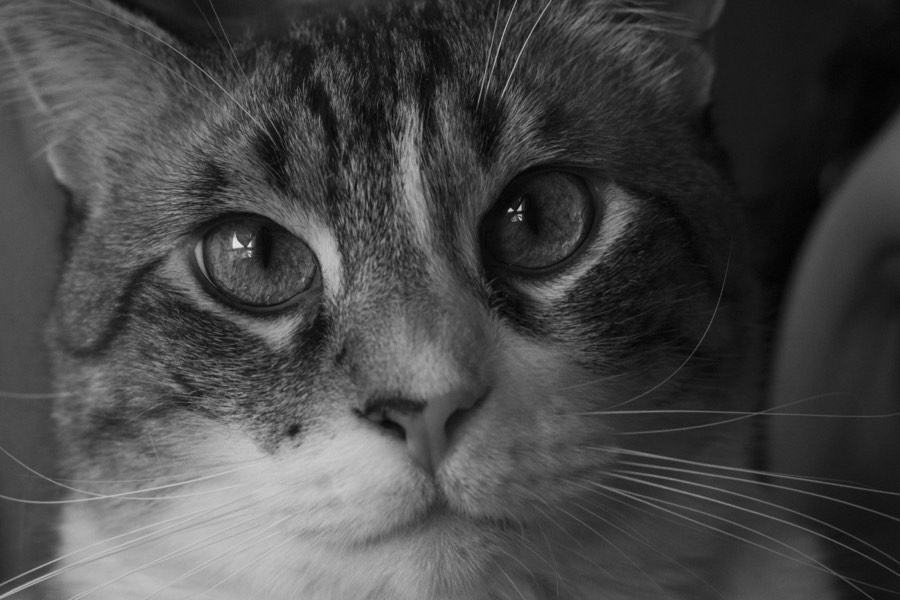 Oro De Las Pulgas - Pets