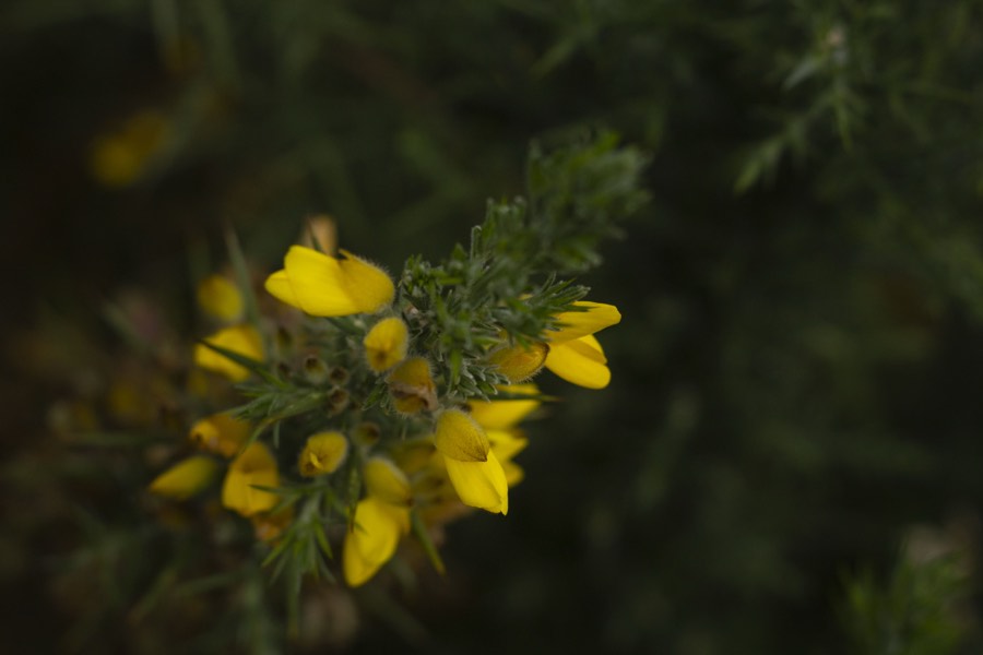 Oro De Las Pulgas - Plants