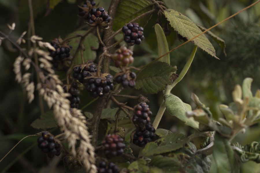 Oro De Las Pulgas - Plants