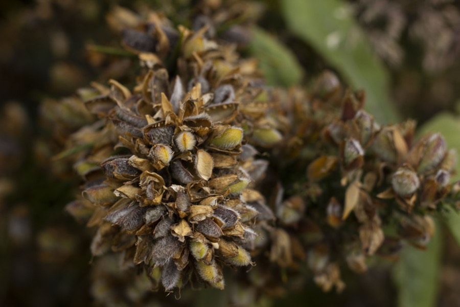 Oro De Las Pulgas - Plants