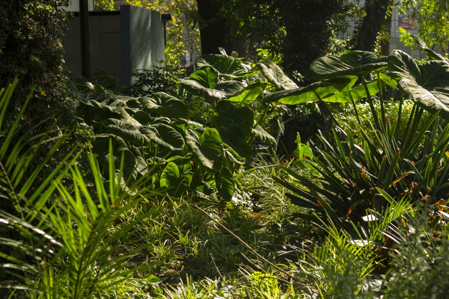 Oro De Las Pulgas - Plants