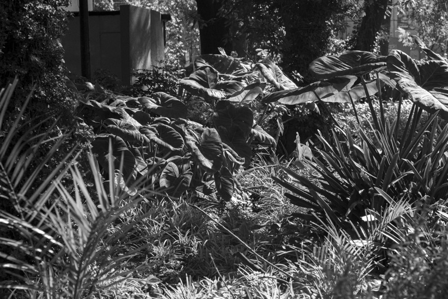 Oro De Las Pulgas - Plants