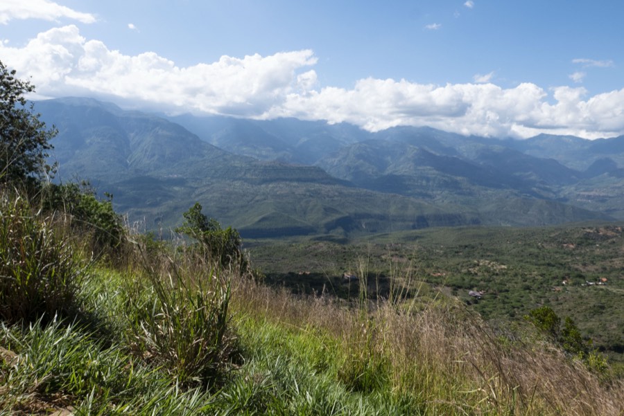 Oro De Las Pulgas - Plants