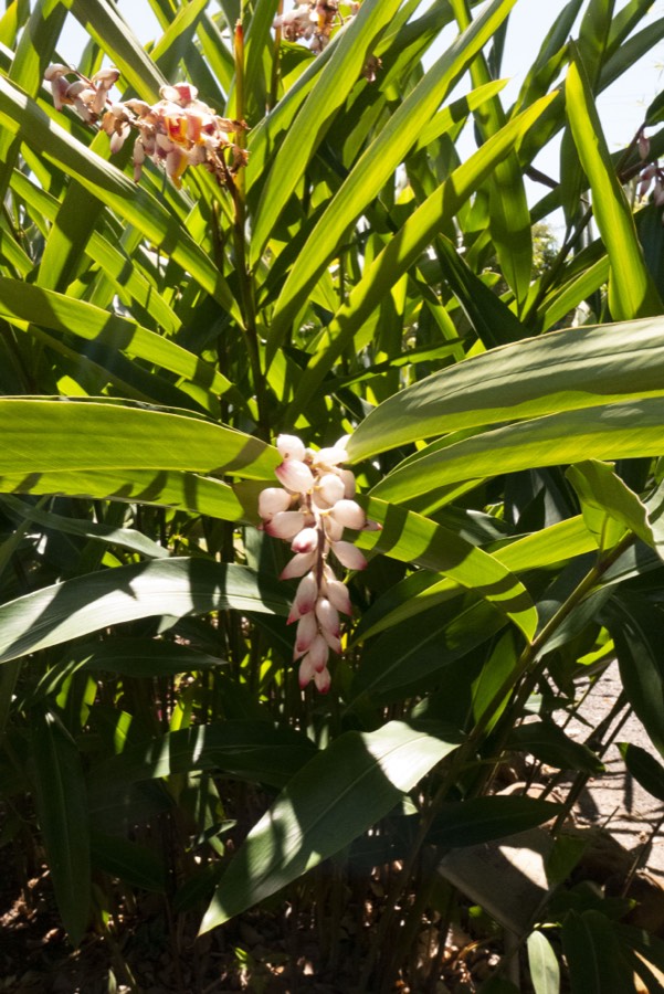 Oro De Las Pulgas - Plants