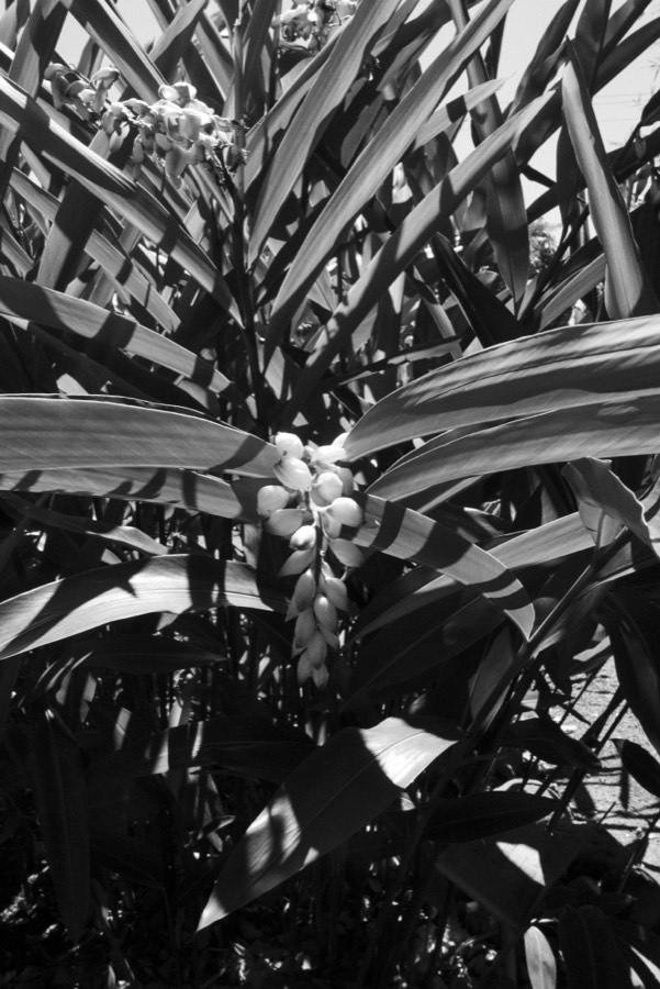 Oro De Las Pulgas - Plants