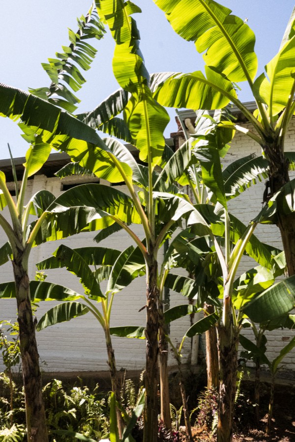 Oro De Las Pulgas - Plants