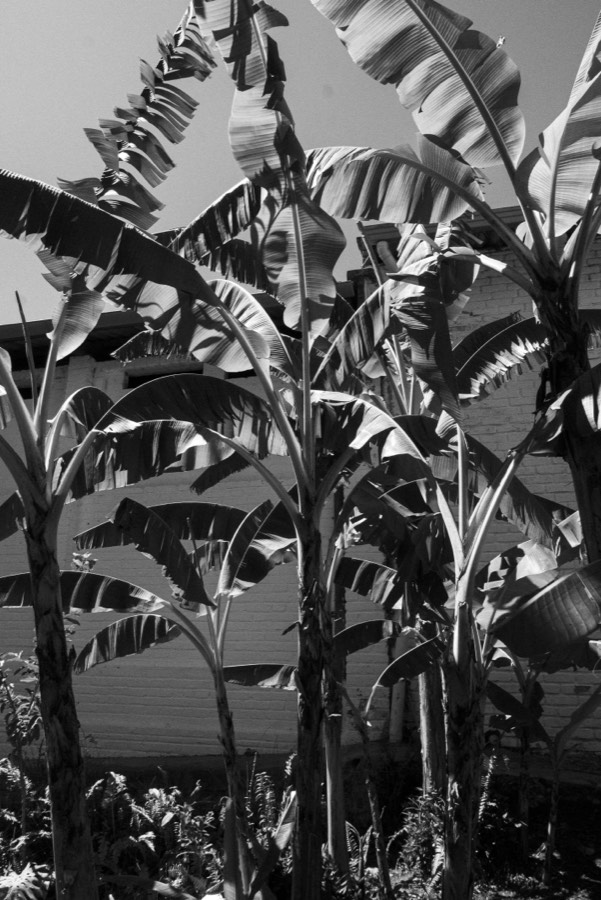 Oro De Las Pulgas - Plants