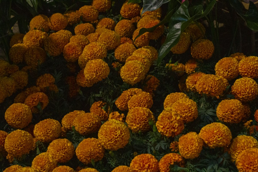 Oro De Las Pulgas - Plants