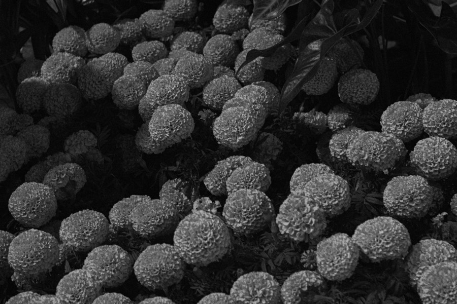 Oro De Las Pulgas - Plants