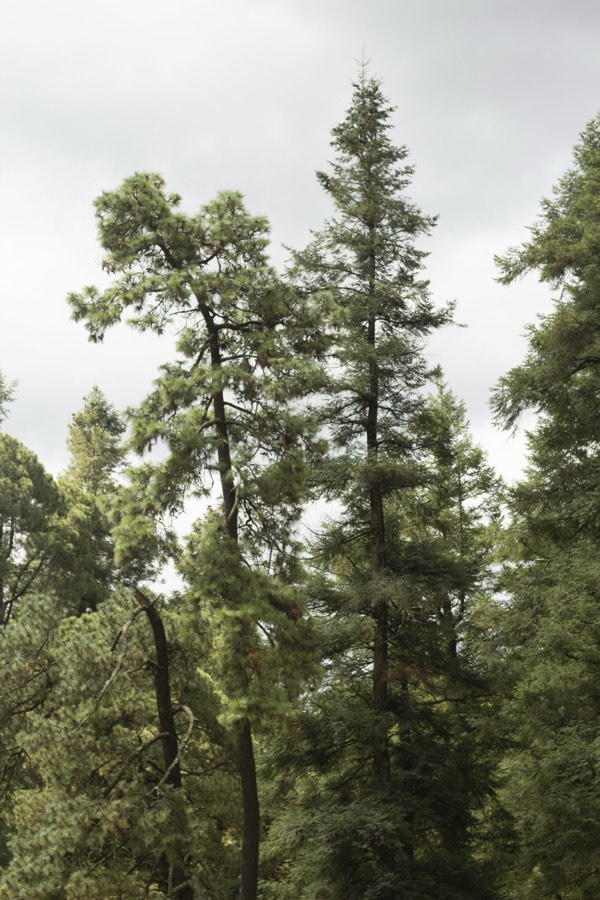 Oro De Las Pulgas - Plants