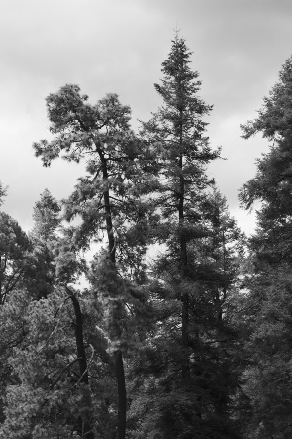 Oro De Las Pulgas - Plants