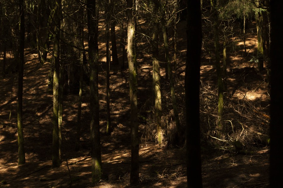 Oro De Las Pulgas - Plants
