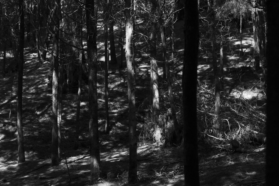 Oro De Las Pulgas - Plants