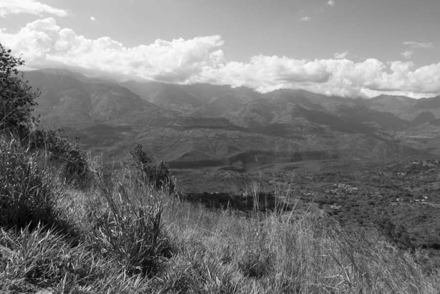 Oro De Las Pulgas - Plants